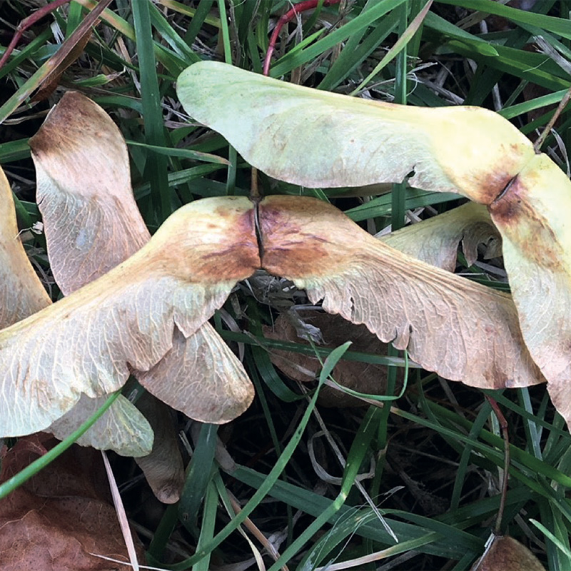 Equine Atypical Myopathy Image