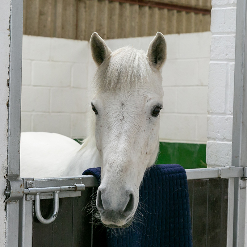 Equine Box Rest Advice