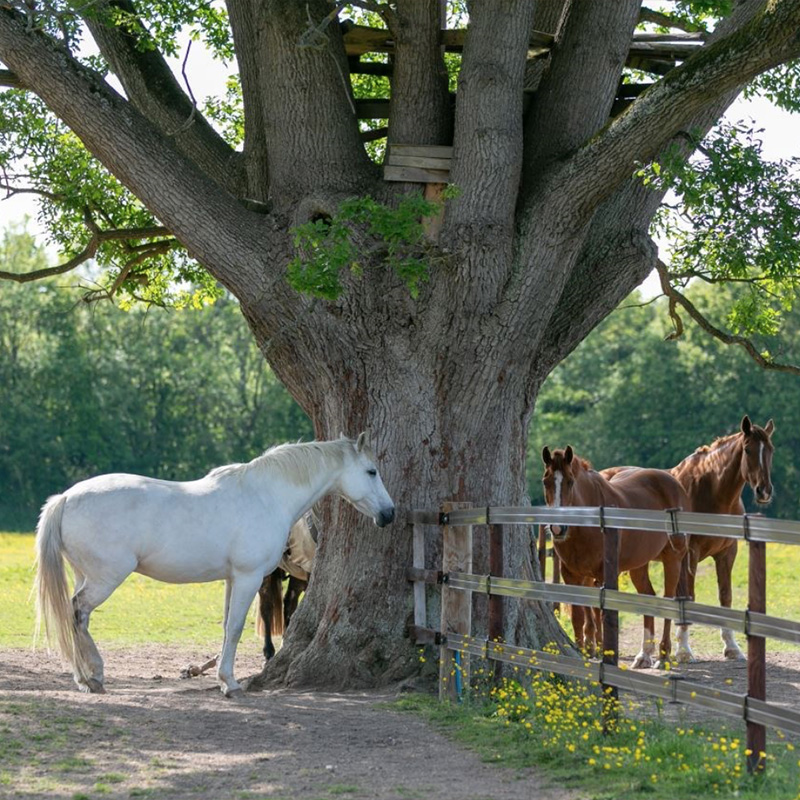 Caring for Your Horse in Hot Weather