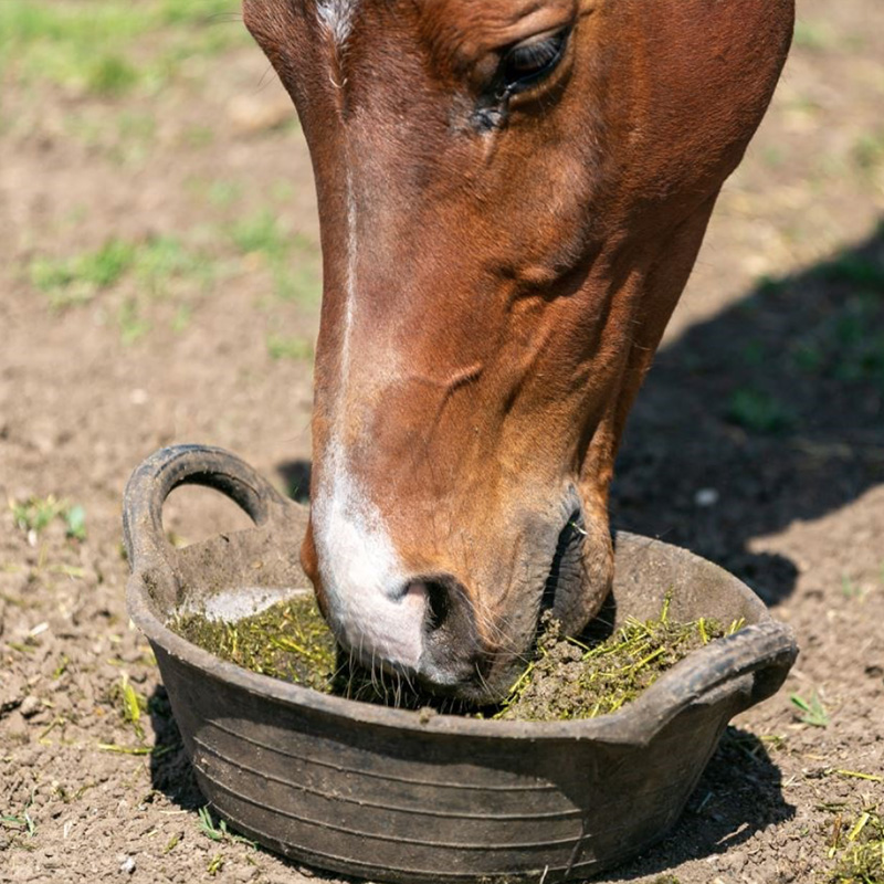 Equine Choke