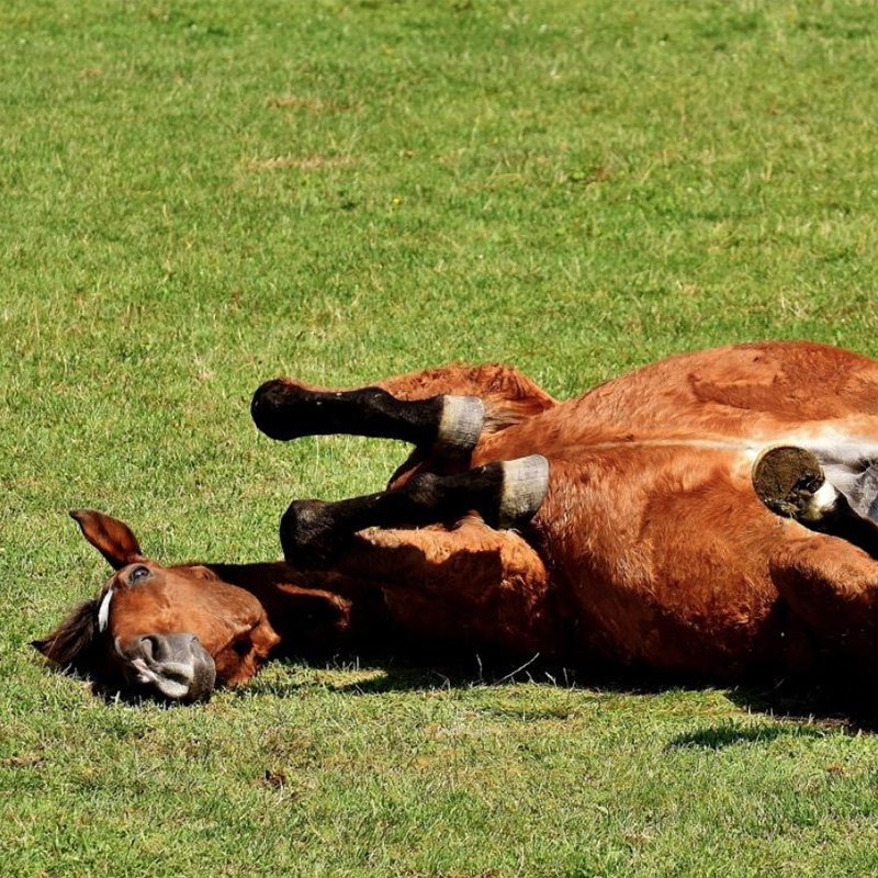 Equine Colic Image