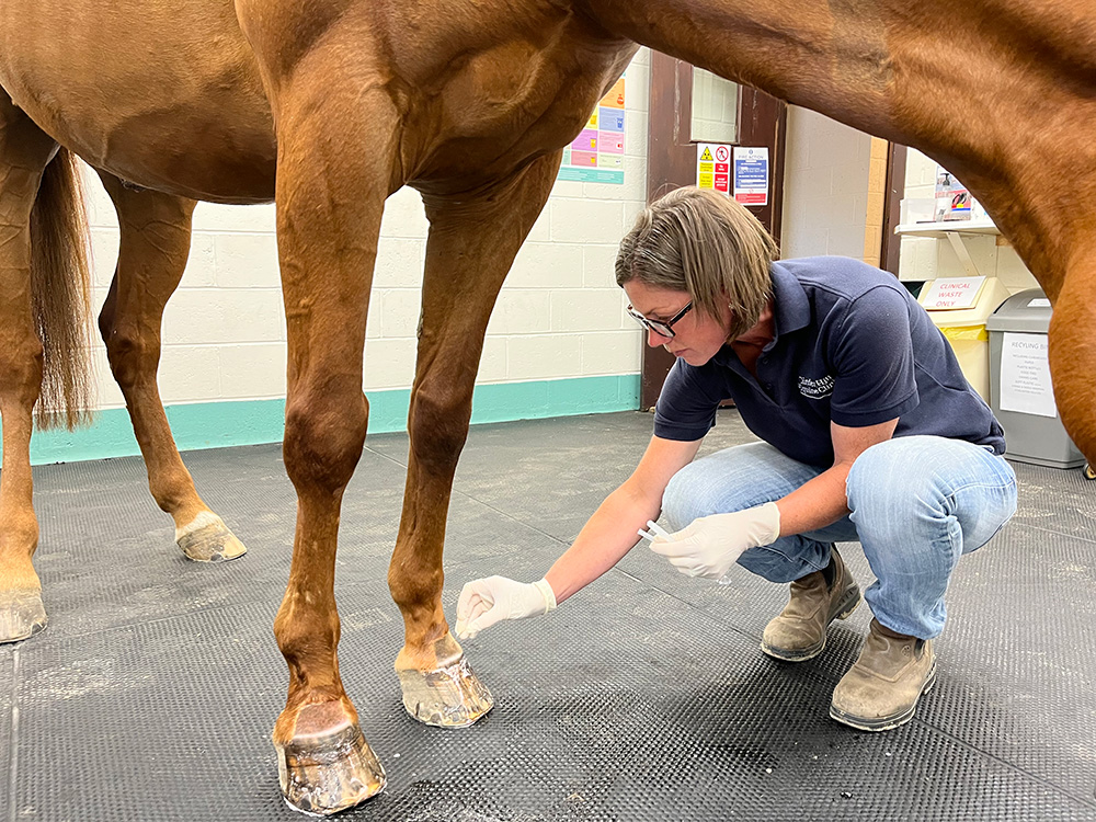 Examination room at Cinder Hill Equine Vets In Sussex