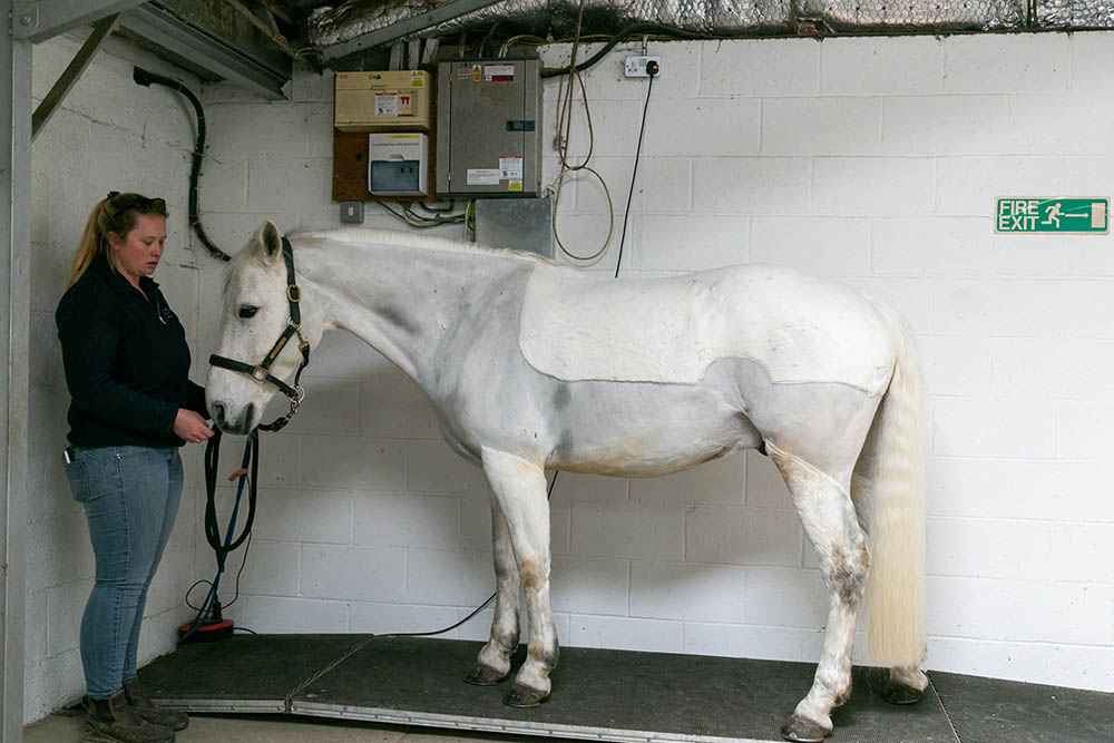 Weigh Bridge at Cinder Hill Equine Vets In Sussex