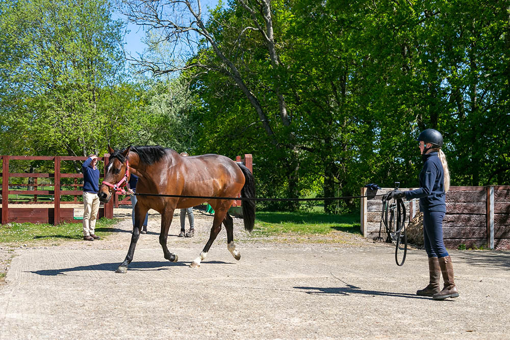 Hard trot up and lunge area at Cinder Hill Equine Vets In Sussex