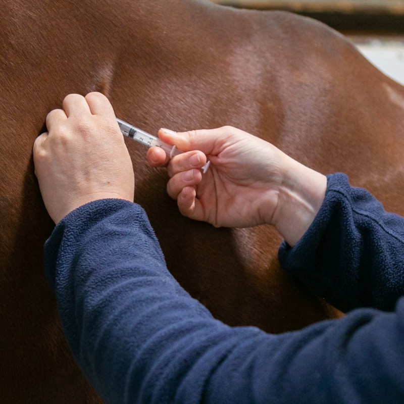 Equine Vaccinations