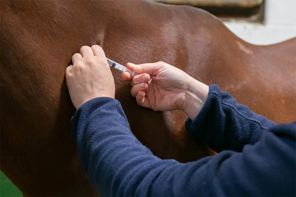 Horse vaccinations at Cinderhill Equine Vet in Sussex