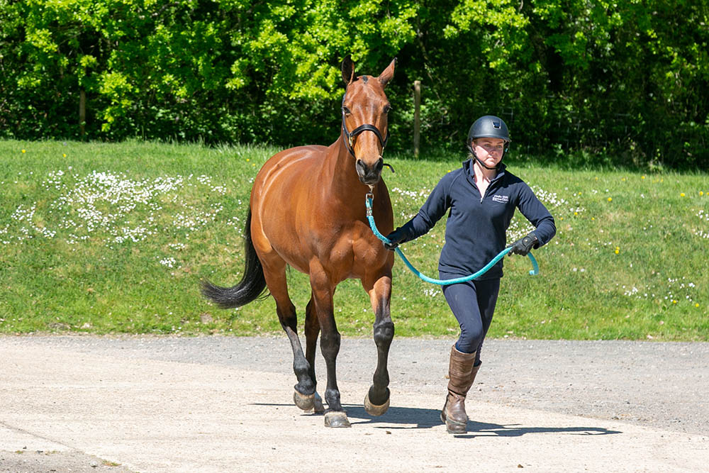 Horse vetting at Cinderhill Equine Vet in Sussex