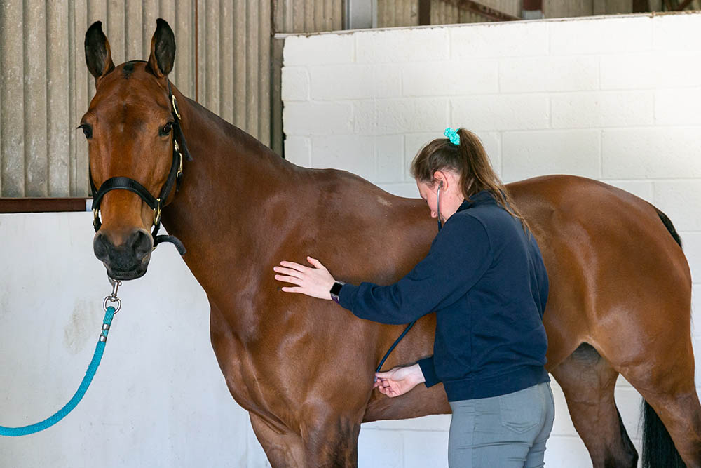 Horse being vetted at Cinderhill Equine Vet in Sussex